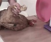 Порно с курицей зоофила