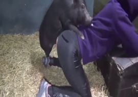 Секс женщины с кабаном